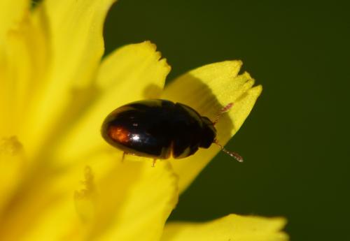 Olibrus sp.